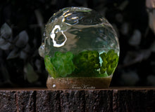 Load image into Gallery viewer, Succulent Shaker Skull