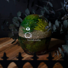 Load image into Gallery viewer, Succulent Terrarium Skull 1
