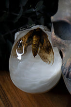 Load image into Gallery viewer, Moth White Skull
