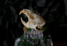 Load image into Gallery viewer, Muskrat Skull Sculpture
