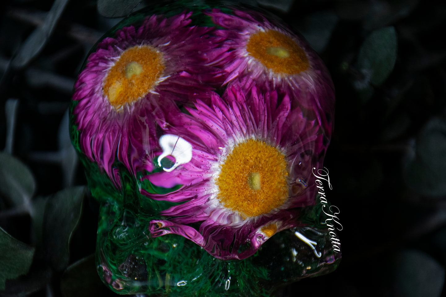 Pink Strawflower Moss Skull