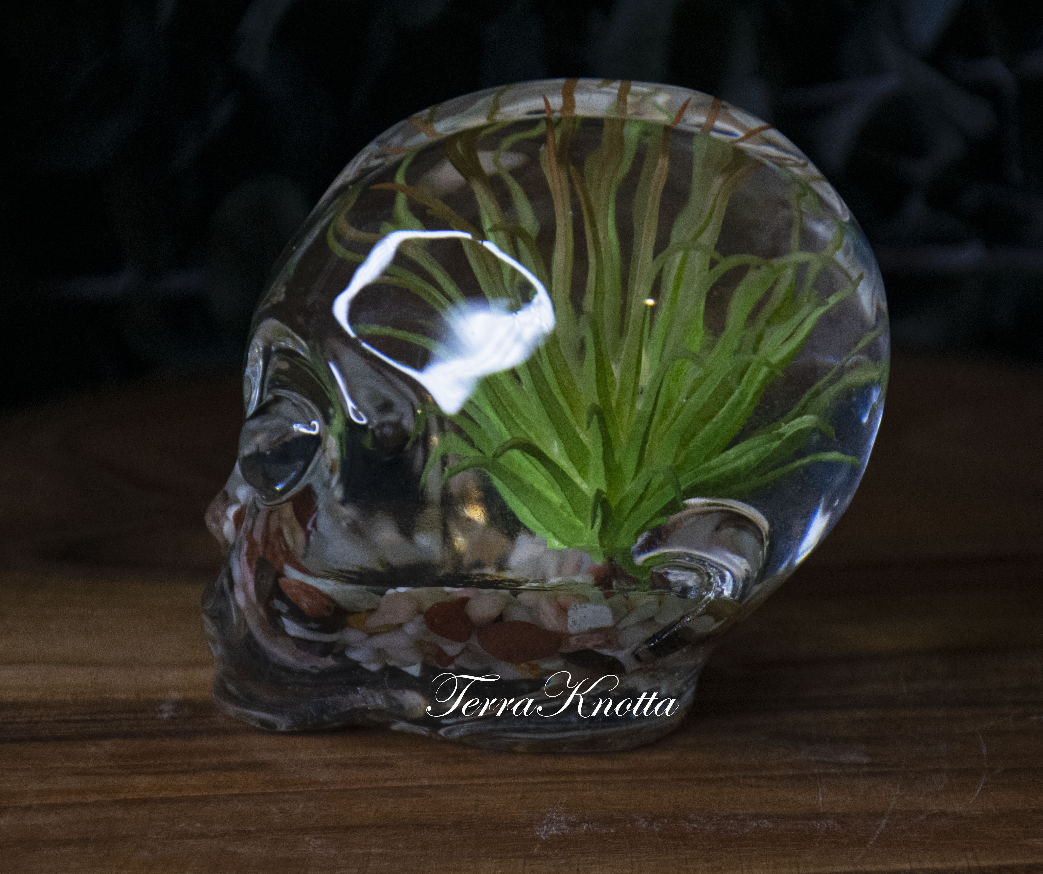 alien succulent Succulent Pebble Alien – TerraKnotta